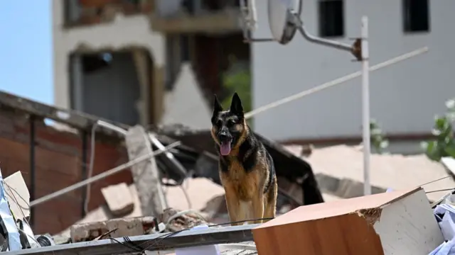 A Spanish rescue dog searches for possible victims in the rubble of a collapsed building in Catia La Mar, La Guaira state