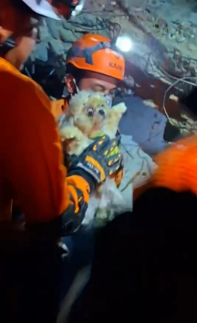 Rescue workers in orange protective gear hold a wide-eyed white dog