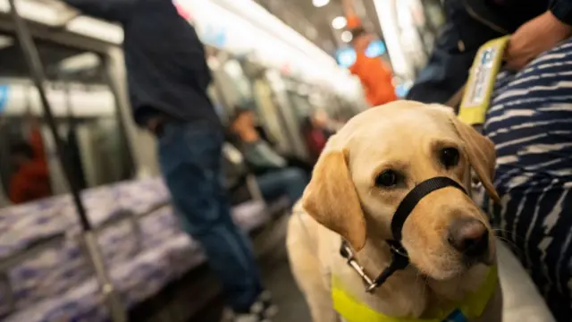 A close-up shot of a golden Labrador assistance dog wearing a black head collar and a high-visibility yellow harness, sitting on a London Underground carriage. The background shows the interior of the train with blurred passengers, moquette seating, and overhead handrails.