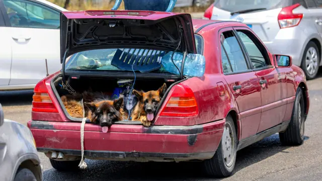 Dogs sit in the trunk of a vehicle waiting in traffic, as people flee from Tyre in southern Lebanon