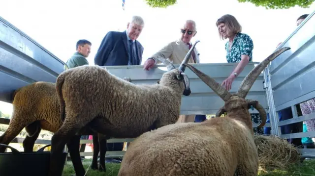 King Charles III, Lord of Mann, views sheep at a Garden Party for members of the Manx community, at Government House in Onchan, during his trip to the Isle of Man