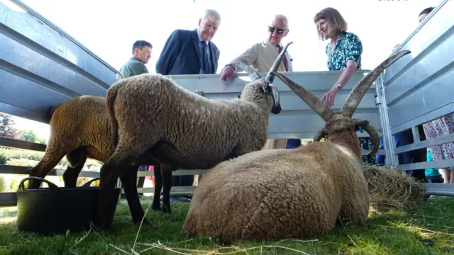 The King looks at sheep on the Isle of Man