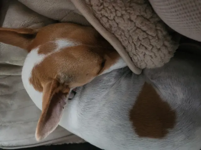 Lilli the dog