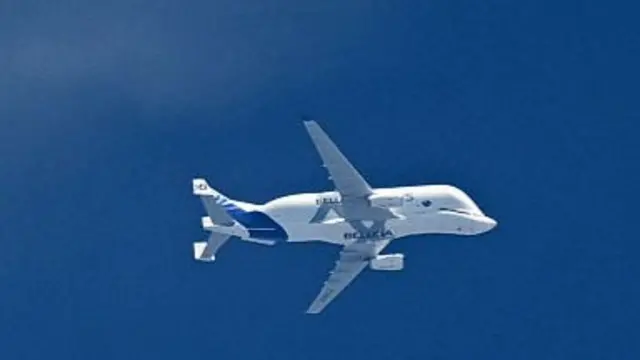 Beluga