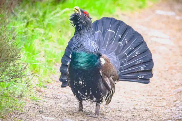 A capercaillie - a bird with black, green and brown plumage with a fanned out black tail