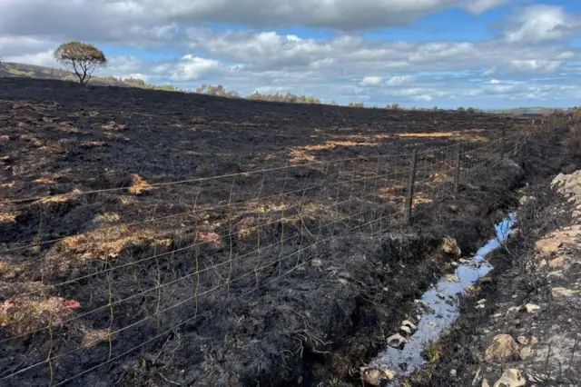 burned landscape with a single tree left against blue sky