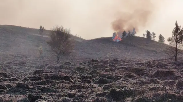 burnt out grass
