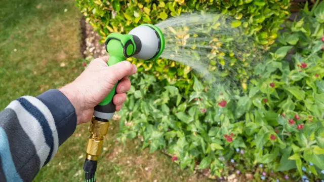 A person watering a bush