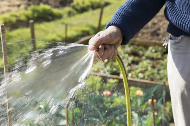 A person watching a garden with a hose.