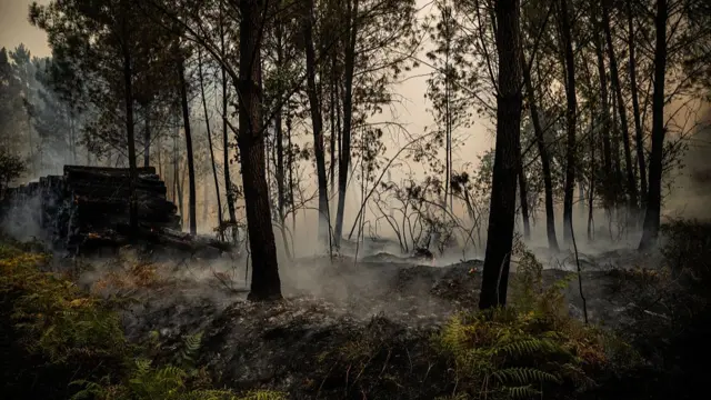 Smoke emanating from burning trees and vegetation in the forest in Le Porge, southwestern France