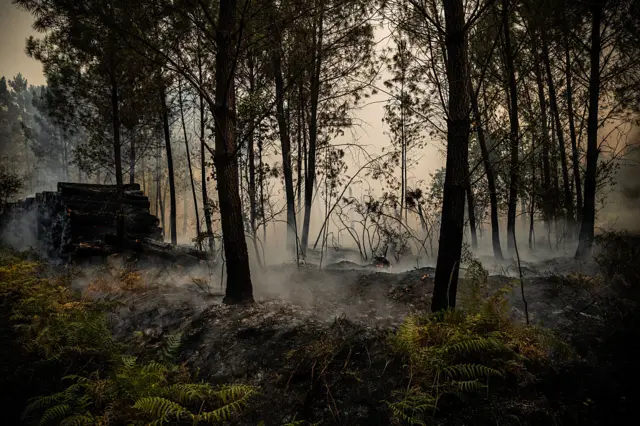 A burned out forest with smoldering and smoke rising