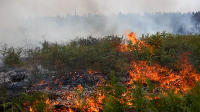 A view of a wildfire near Lacanau, amongst worsening drought conditions following a heatwave and water shortages across much of France