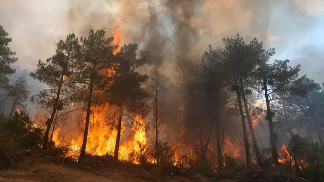 A forest up in flames, that are taller than the trees, and thick dark smoke