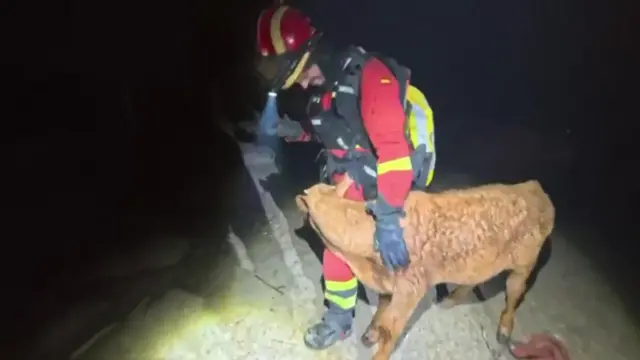 Spanish military firefighters rescuing livestock from the blaze in Madrid