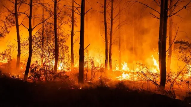 Flames rip through the grass and lower layers of a forest in France. Several trees stand between patches of fire
