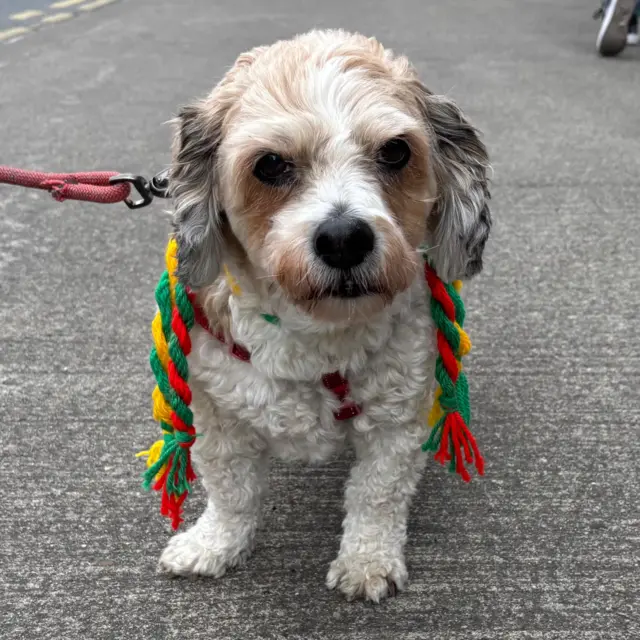 A confused dog outside Croke Park