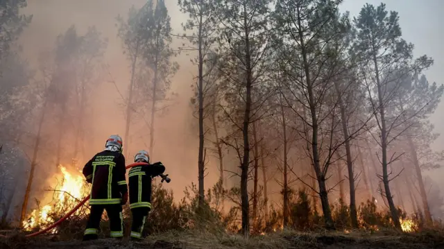 Firefighters near trees