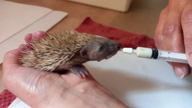 A hedgehog recovering at a wildlife centre from excessive heat, they are being fed milk through a syringe