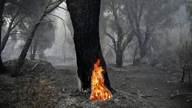 A large pine tree with its hollowed trunk still burning from the inside, is seen in a scorched forest following a wildfire near La Adrada, 95 kilometres west of Madrid, on July 27, 2026.
