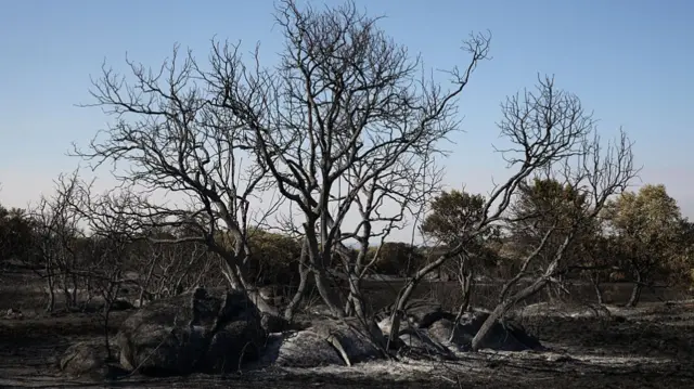 Burnt and blackened trees are shown against a blue sky in Spain.