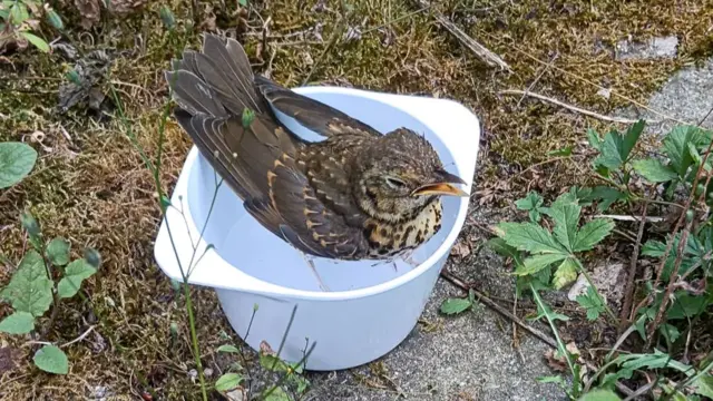 A song Thrush, cooling down and hydrating after suffering the effects of the heatwaves in France.