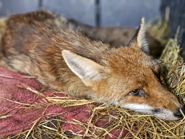 A fox recovering from excessive heat, lying on a red blanket in hay