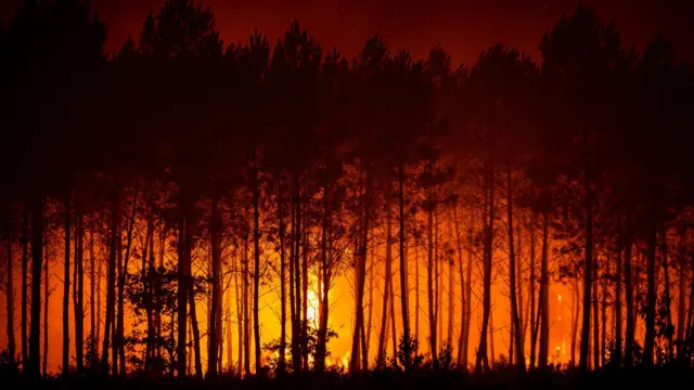 A view of fire through silhouettes of trees
