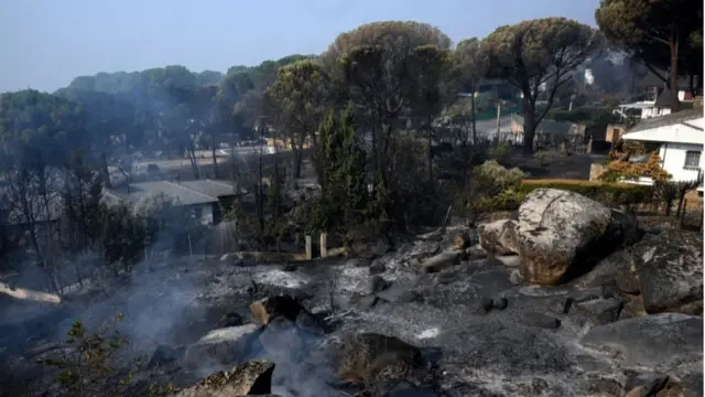 A scorched suburb with houses and vegetation charred
