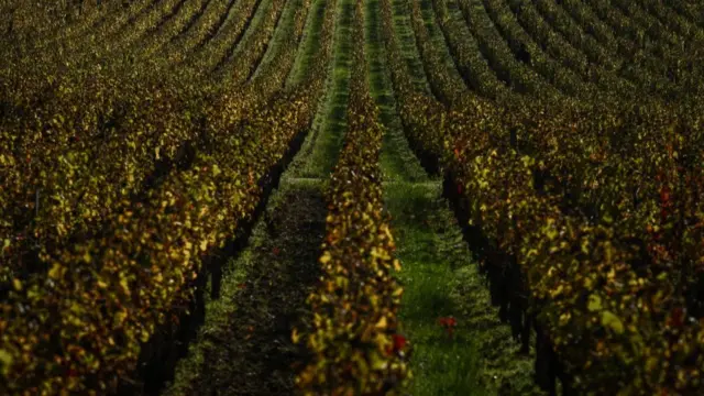 Rows of grapes planted at a Bordeaux vineyard.