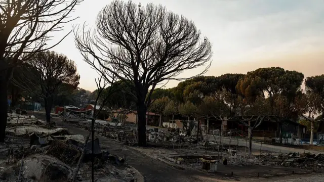 A burned out tree and dirt roads seen in the aftermath of a fire.