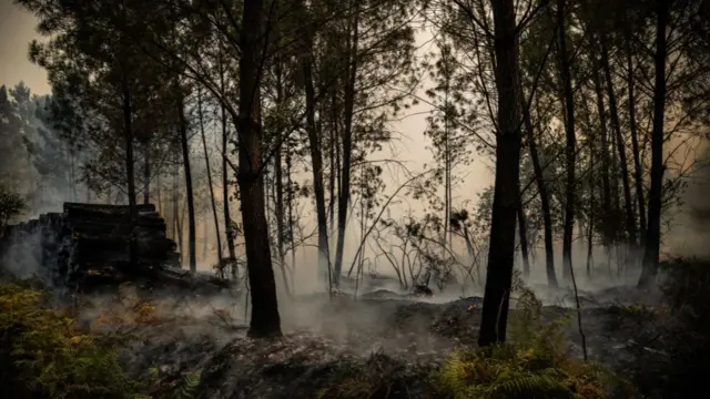 A scorched forrest