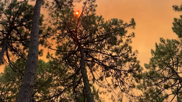 A reddish sky through tree canopies.