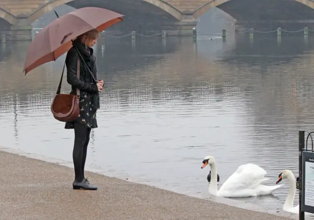 Taylor Swift holding an umbrella looking down at Swans in a river.
