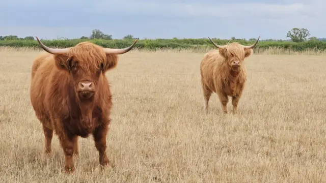 Two brown highland cows stand in a field, one in the foreground to the left, the other in the background to the right. The grass is dry and looks like hay. In the distance is greenery and trees