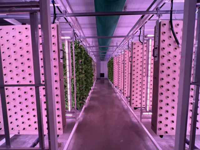 A room with purple lighting and vertical metallic looking rectangles with holes in. Plants grow against the rectangles.
