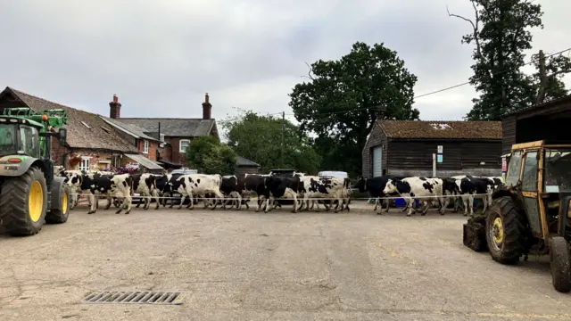 A line of cows queue up behind a barrier, concrete in front of them and a tractor to each side.