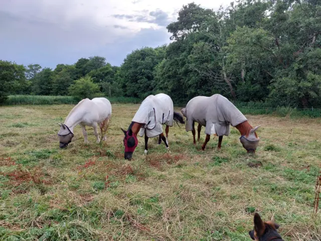 horses in field