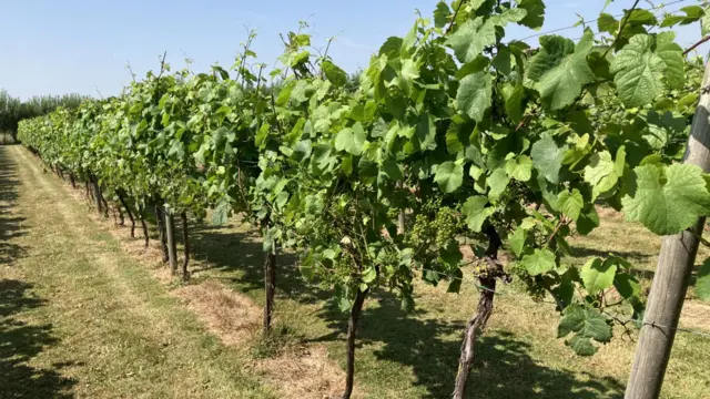 A row of green vines running diagonally from bottom left corner to top right, clear blue sky above