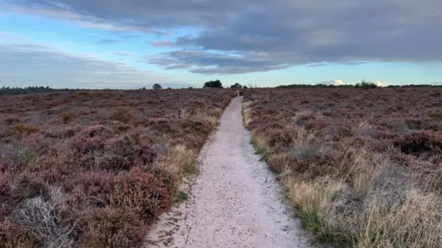 A path across the heath is at the centre of the image