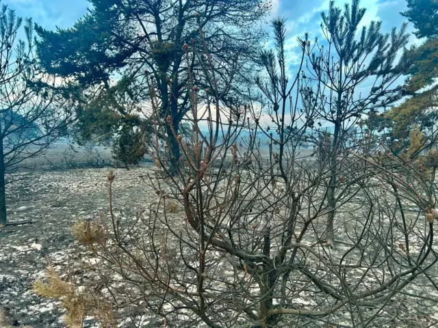 A tree with no leaves, and scorched earth behind it.
