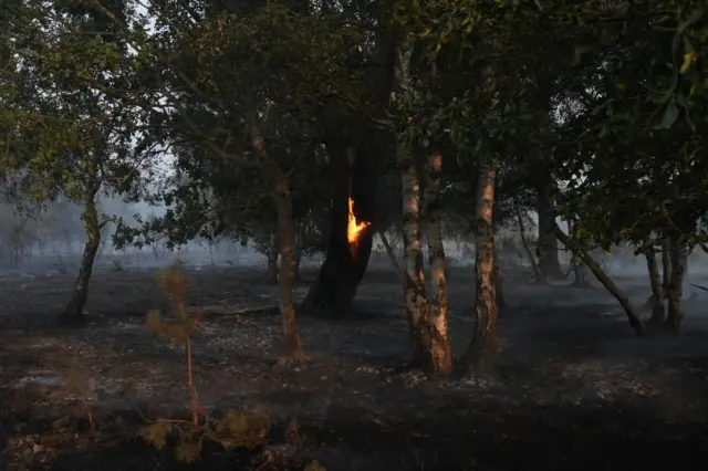 The trunk of a tree burns in the remains of a wildfire at Dunwich Heath.