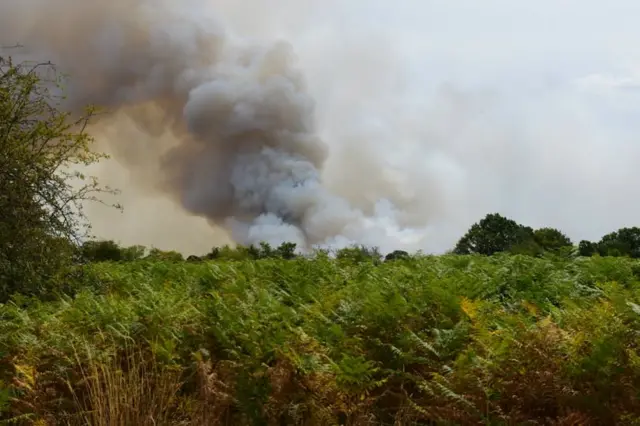 Smoke rising from heathland in the background. In the foreground are green ferns.
