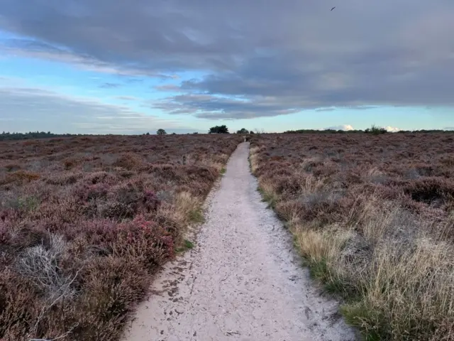A path with purple heather on either side stretched out as far as the eye can see.