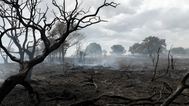 A blackened landscape at Dunwich Heath. In the foreground is a small burnt-out tree. Beyond it, are branches. The land is still smoking.