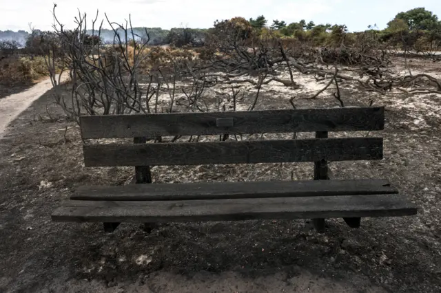 A blackened bench surrounded by blackened soil and behind it burnt shrubs and branches