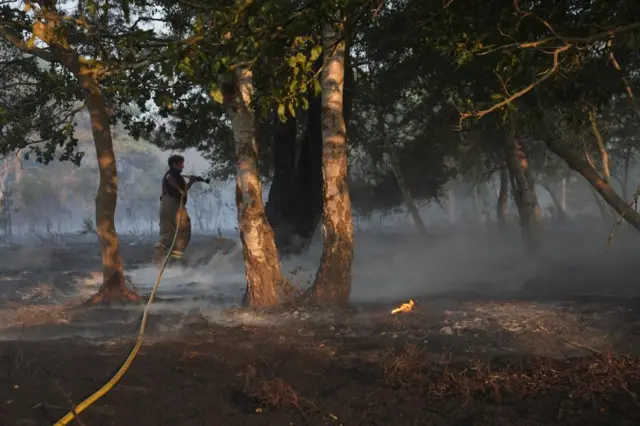 A firefighter extinguishes a burning tree in a wildfire at Dunwich Heath