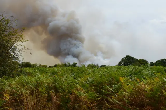 A big cloud of white smoke above green foliage.
