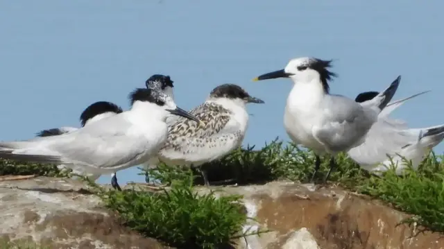 About five white sandwich terns are clustered perched on rocks.