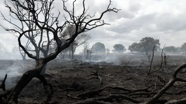 A blackened tree in the foreground surrounded by burnt soil and branches. The earth is smoking. Beyond it are other trees and above it clouds.