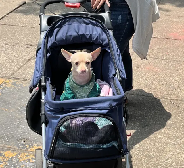 Dog in stroller with Mexico kit on